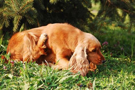 5 Common Reasons For Dog Scratching Dogblend