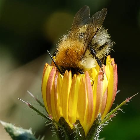 It is similar in appearance to bombus muscorum, and is replacing the species in northern britain. Common Carder Bee - Leigh Estuary u3a