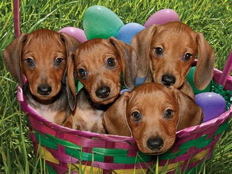 Before buying a puppy it is important to understand the associated costs of owning a dog. Dachshund Rescue Dc And Adoption | Dachshund puppies ...