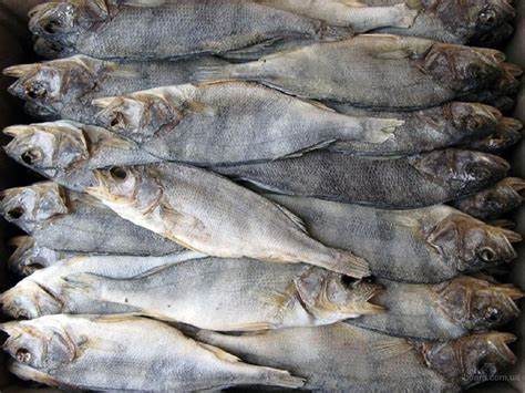 Рыба вяленая и диета Рыба вяленая оптом от производителя - продам. Ціна договірна купити Рыба вяленая оптом от производителя - продам. Ціна договірна купити Рыба вяленая и диета