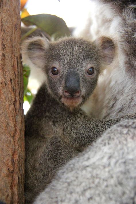 First Koala Joey Of The Season At Taronga Zoo Zooborns