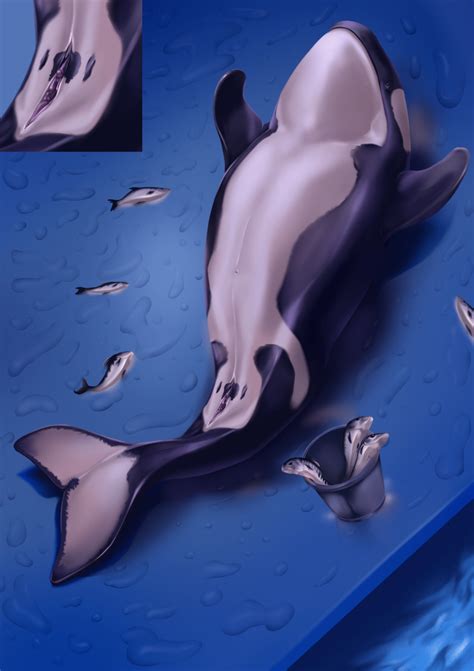 Rule 34 Genital Slit Killer Whale No Humans Orca Pussy