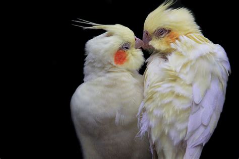 A Love Birds Kiss Cockatiels At Avifauna The Netherlands Flickr