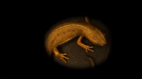 Salamander Image Eurekalert Science News Releases