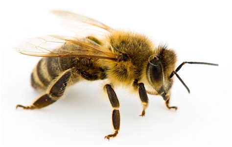 The Meaning And Symbolism Of The Word Bee