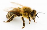 Image result for bee