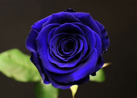 Rose Bleue Somptueuse Paris Fleurs De Prestige