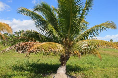 Chapman Field Fiji Dwarf Coconuts Discussing Palm Trees Worldwide