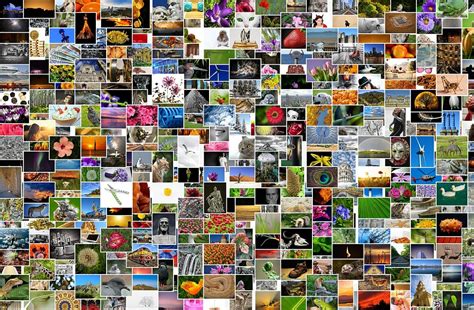 Las Mejores Aplicaciones Gratuitas Para Crear Un Collage De Fotos Images