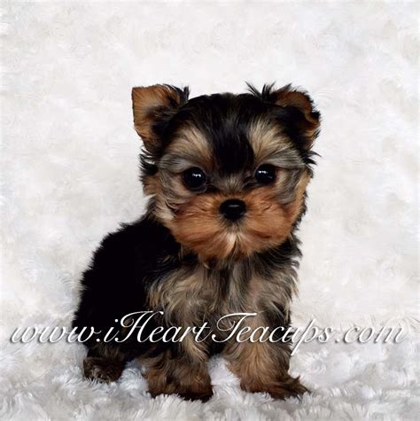 Micro Teacup Yorkie Puppy For Sale Iheartteacups