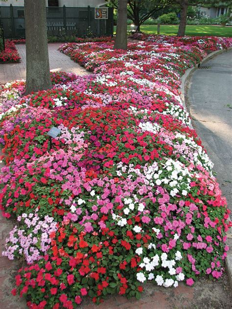 New guinea impatiens are a hybrid that has been around since the 1970s. flowershopsflowers.com | Impatiens flowers, Plants, Shade ...