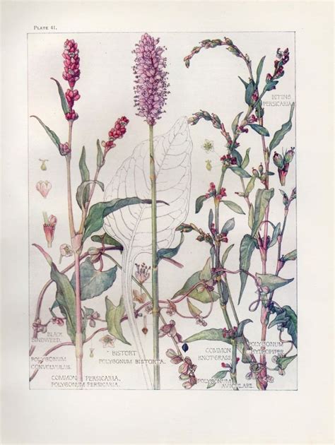 Bistort Wild Flower Botanical Print By Isabel Adams Antique Print