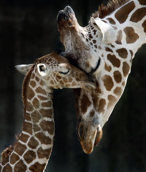 giraffe love photography