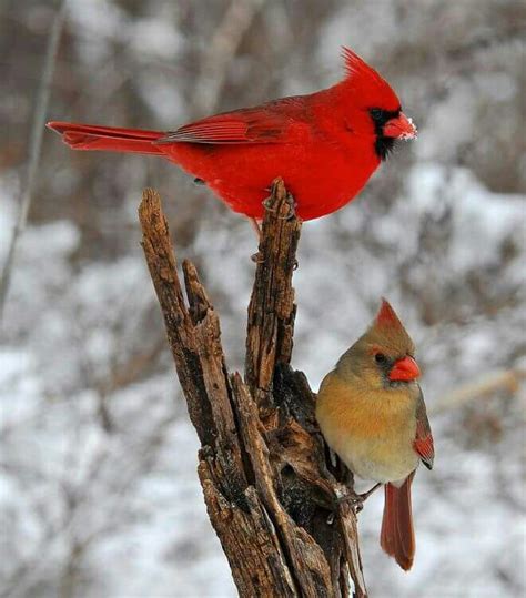 Pair Of Northern Cardinals Bird Pictures Pet Birds Cardinal Birds