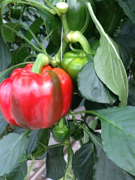 The ideal daytime temperature for good pepper growth is between 21°c and 29°c (70°f to 85°f). Pin on NatureFresh™ Farms