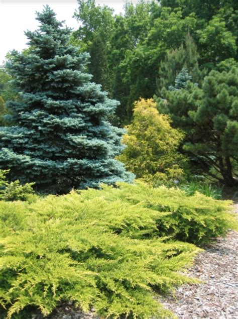 Blue Green Spruce Tree Small Gold Cypress Tree And Gold Spreading