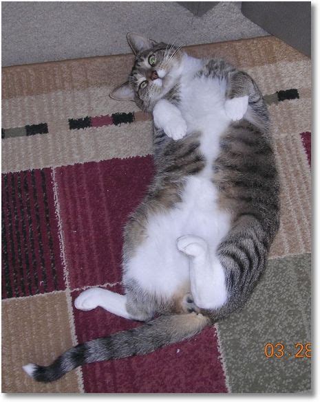 Awe Cute Fat Cat Laying On Its Back Pet Pinterest