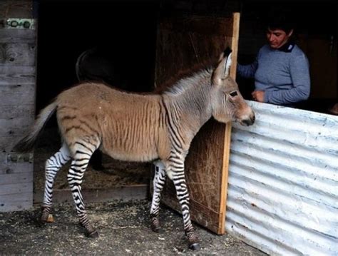 Meet The ‘zonkey A Rare Zebra Donkey Hybrid 8 Pictures Memolition