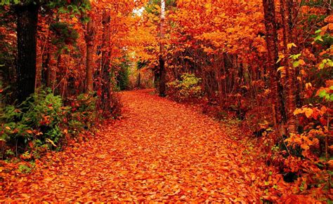 Fall Nature Wallpapers Top Những Hình Ảnh Đẹp