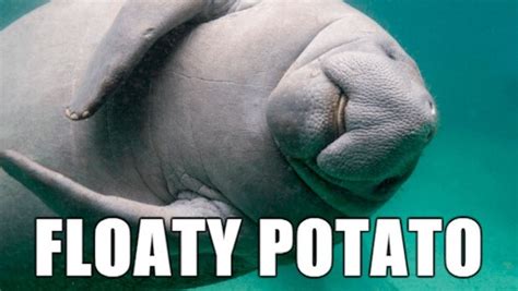 39 Funny Animal Names That Are So Much Better Than The