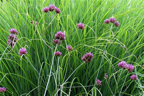 Green plant with purple flowers, crop. Purple Flowers And Grasses Photograph by Karen Adams
