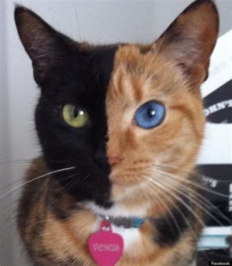 Venus The Chimera Cat ‘has Two Faces Pictures Video Pretty Cats