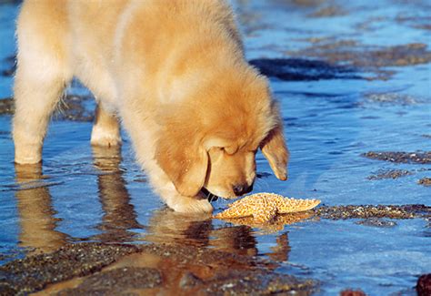 Beach Dogs Golden Retreivers Photo 41485462 Fanpop