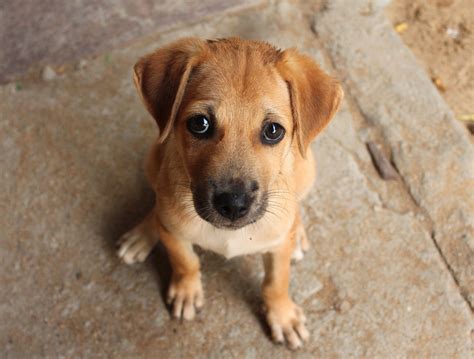 Dogs Evolved Their ‘puppy Dog Eyes To Appeal To Humans •