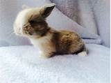 An amino for all bunny/rabit lovers/owners to come together, learn, and have fun. 2 week old holland lop bunny | Coniglio