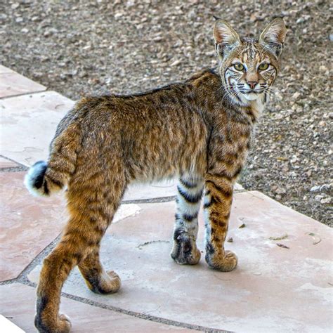 Beautiful And Wild Arizona Bobcat Stalking A Backyard In North Scottsdale