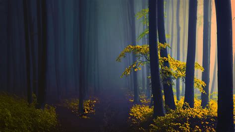 Dark Fog Covered Forest With Sunbeam 4k 5k Hd Nature Wallpapers Hd