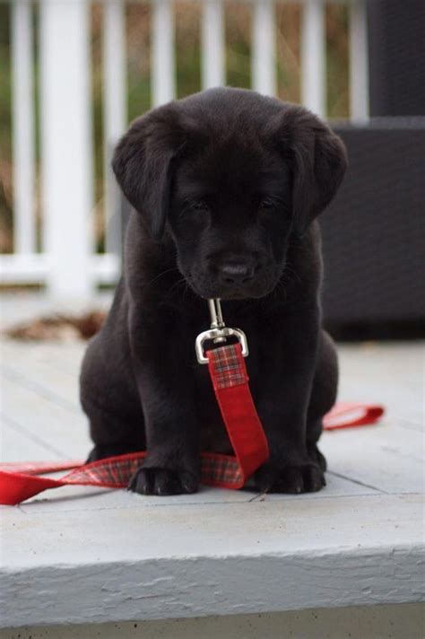 Lab Puppy Black Lab Puppies Cute Dogs And Puppies Baby Dogs Doggies