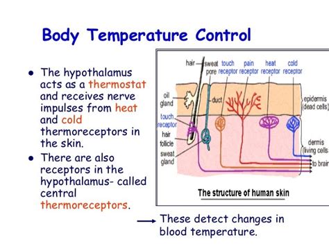 Biology Form 5 Chapter 3 Coordination And Response Part 5 Body Te
