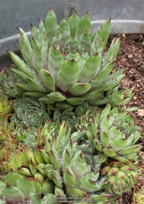 Photo Of The Entire Plant Of Hen And Chicks Sempervivum Thayne