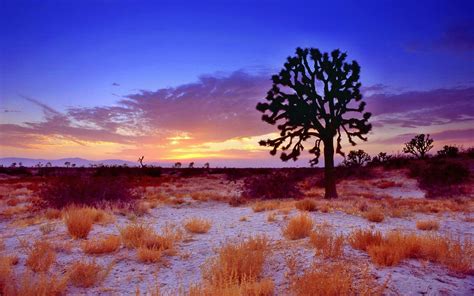 A Joshua Tree At Sunset In The Mojave Desert California