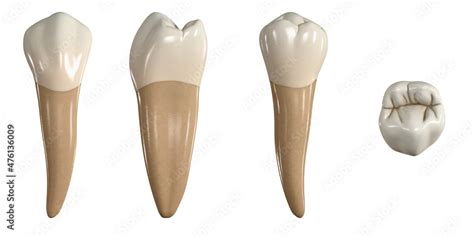 Naklejka Permanent Lower Second Premolar Tooth 3D Illustration Of The