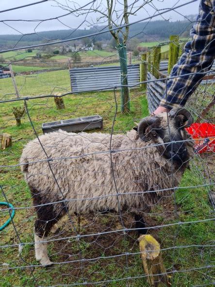 Shetland Ram Lamb For Sale Shetland Sheep Society