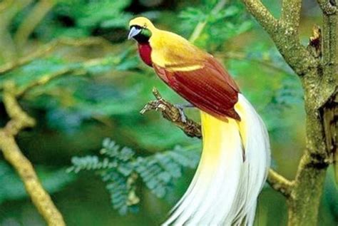 Burung Cendrawasih Papua Lahir Di Taman Safari Republika Online