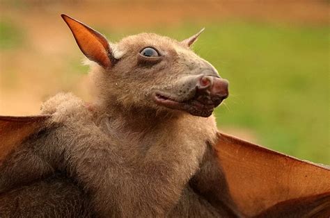 African Hammerhead Bat A Fascinating Megabat Species