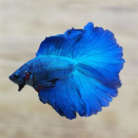 The Gorgeous Live Male Royal Blue Double Halfmoon Tail Betta Fish