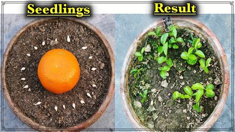 How To Grow Orange Trees From Seeds The Easy And Free Way Ll संतरे का