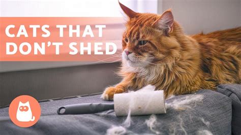 8 cat breeds that shed the least 🐱