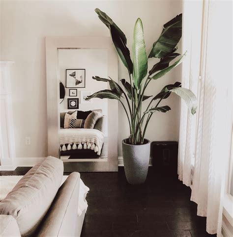 Living Room Indoor Plants For Home Perfect Photo Source Duwikw