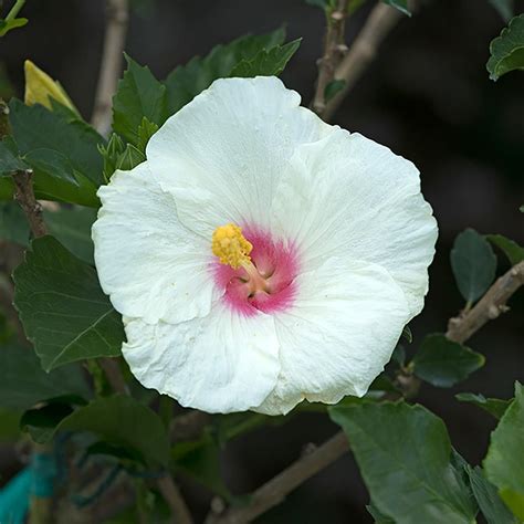 Tropical Hibiscus Hollywood Starstruck Topiary White Flower Farm