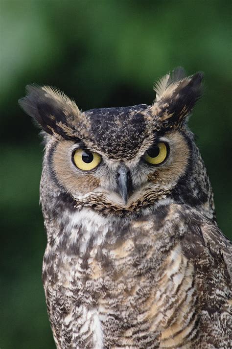 Great Horned Owl Bubo Virginianus Photograph By Gerry Ellis Pixels