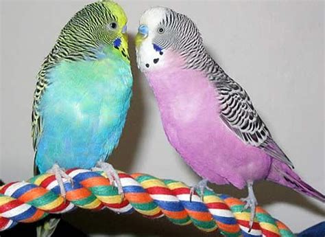 Budgerigar Parakeet Popular Cage Parrot Budgies Budgies Bird