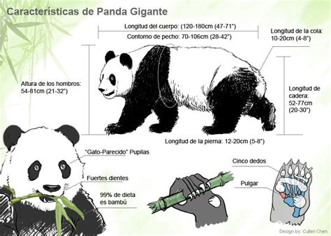 Características del Oso Panda