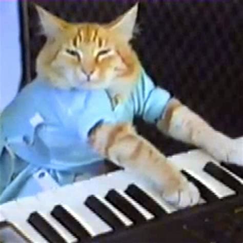 Keyboard Cat Video Gallery Know Your Meme