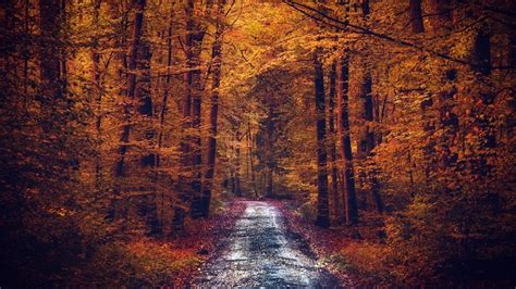 Дорога между желтыми осенними деревьями с осенней листвой лесная