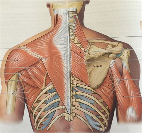 Female Upper Torso Anatomy Anatomy Of Upper Yorso Cli